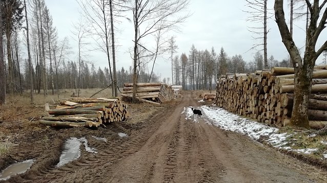 Bild: Kahlschlag bei Sophienhof im Harz. Heute bei -2 Grad und Windstille