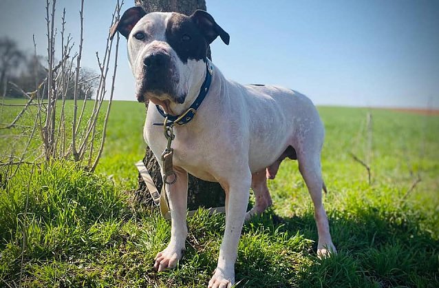 Bild: Buddy sucht eine neues Zuhause