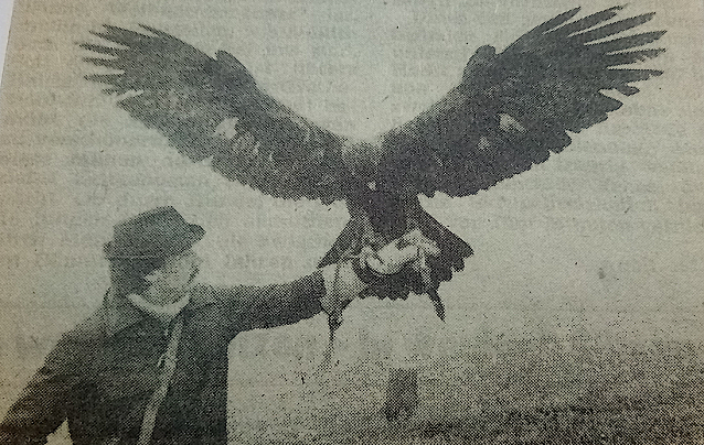 Bild: Diese Aufnahme erfolgte im Dezember 1987. An einem neblig-tr&uuml;ben Tag. Reinhold K&ouml;rner geh&ouml;rte zu den vier Falknern der Republik, die einen Adler als Beizvogel besa&szlig;en.                                                         