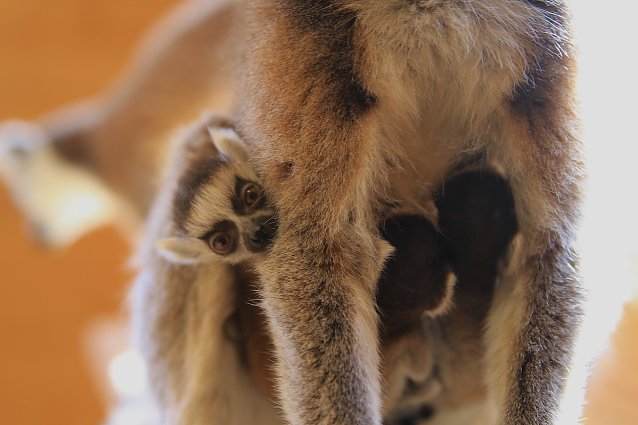 Bild: Kattaweibchen adoptiert fremdes Affenbaby