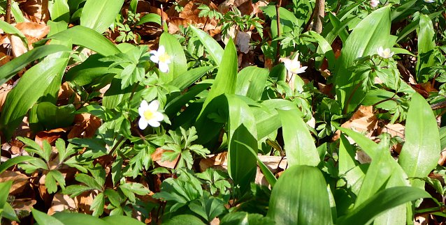 Bild: B&auml;rlauchanemonenwald