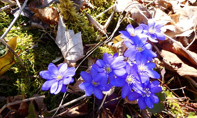 Bild: Leberbl&uuml;mchen in Gro&szlig;aufnahme