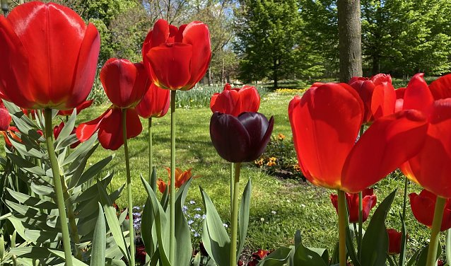 Bild: Tulpen im Arboretum Bad Langensalza