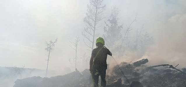 Bild: Waldbrand im Birkenmoor