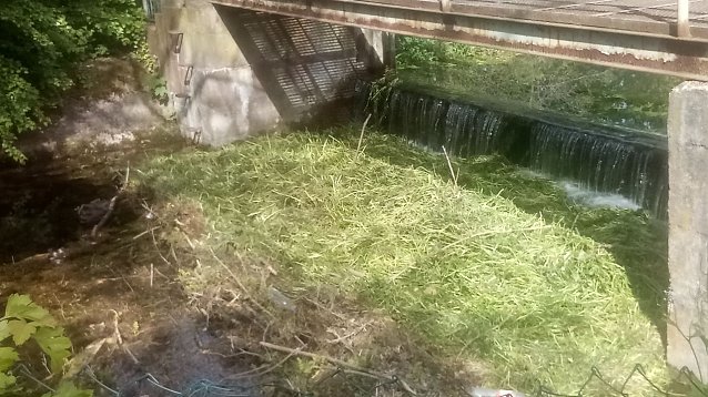 Bild: Ein unsch&ouml;ner Anblick, aber gewollt: Ein gr&uuml;ner Grasteppich bedeckt die Wasseroberfl&auml;che. Eine Art Stau, ben&ouml;tigt doch die Fischzucht das Wasser der Salza.