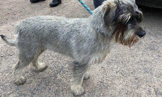 Bild: Herrenloser Hund in Nordhausen aufgefunden