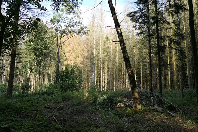 Bild: Fichtenwald im S&uuml;dharz