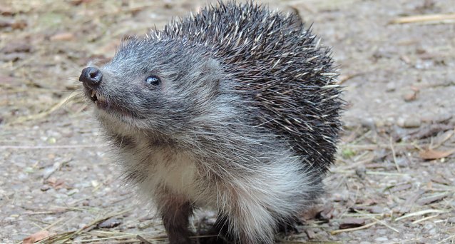 Bild: Junger Igel
