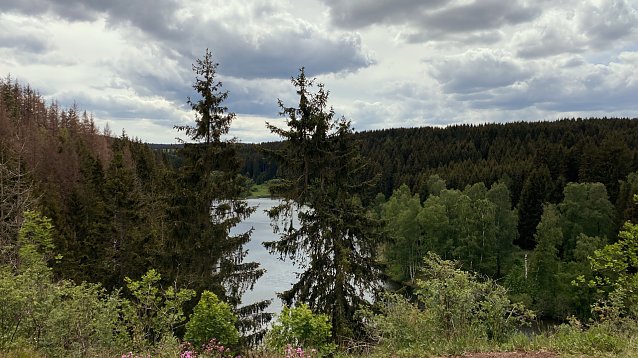 Bild: Unterwegs bei Trautenstein, 2020. Links im Bild sind bereits ausgetrocknete B&auml;ume zu erkennen