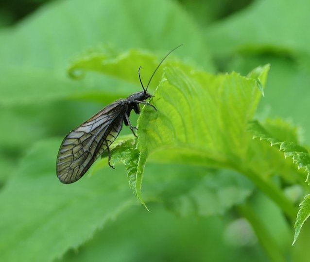 Bild: Auch dieser kleine Kerl ist am Wasser zu Hause - die K&ouml;cherfliege