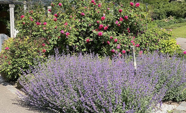Bild: Im Rosengarten Bad Langensalza