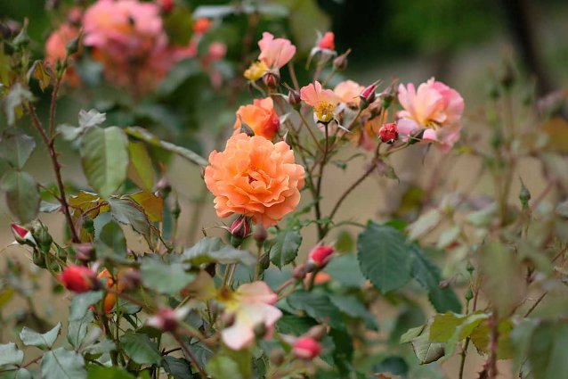 Bild: Rosen auf dem Petersberg