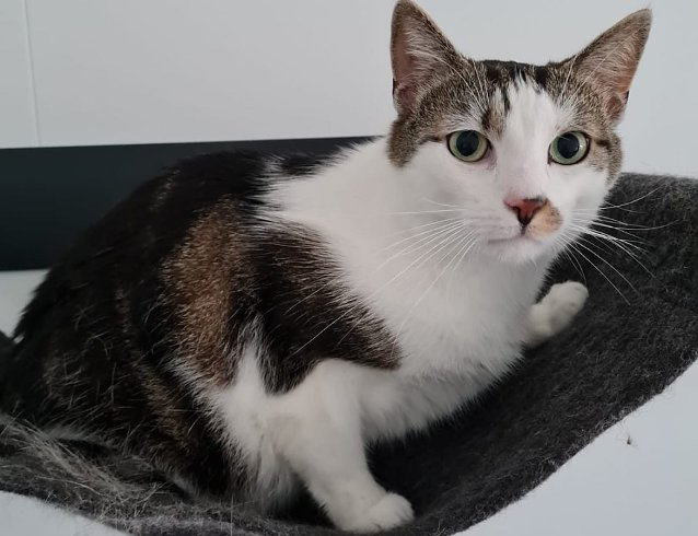 Bild: Hermes, der Kater