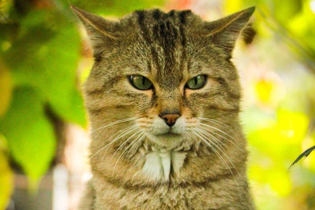Bild: Wildkater Emil freut sich schon auf die Besucher