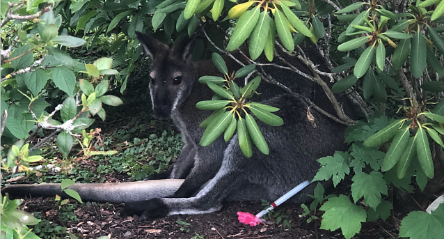 Bild: Der kleine Ausrei&szlig;er Skippy konnte sicher in den Affenwald zur&uuml;ckgebracht werden