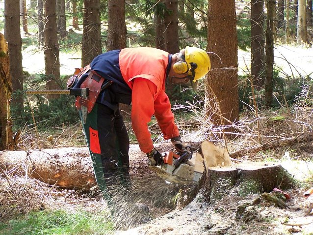 Bild: Vom Borkenk&auml;fer befallene Fichten m&uuml;ssen aus Forstschutzgr&uuml;nden auch bei 32&deg; C gef&auml;llt, entastet und in Verkaufssortimente geschnitten werden. Derzeit ein hei&szlig;er Job. 
