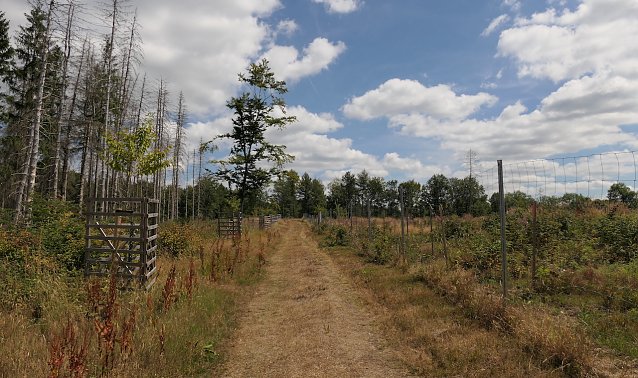 Bild: Weg im Harz