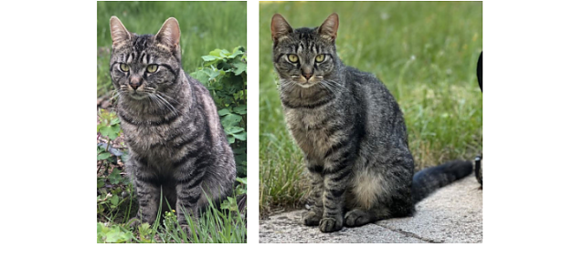 Bild: Der vermisste Kater Bommel