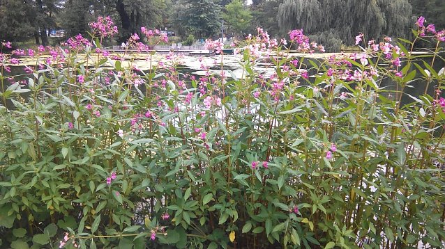 Bild: Bl&uuml;hende Blumen am Bachlauf und am Teich im Stadtpark sind Labsal f&uuml;r Hummeln und Bienen. 