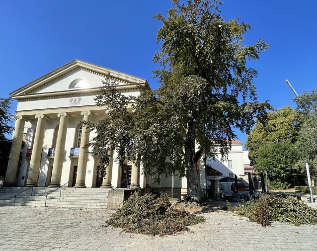 Bild: Der Rotbuche vor dem Theater wird man zu Leibe r&uuml;cken m&uuml;ssen