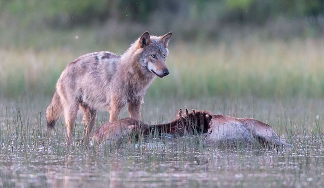 Bild: Wolf mit erbeutetem Opfer