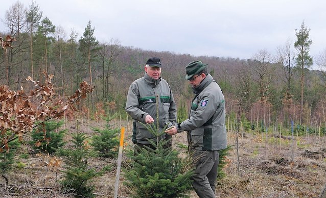 Bild: Die Forstwissenschaftler Ulli Kl&uuml;&szlig;endorf und Dr. Horst Spro&szlig;mann begutachten einen exotischen Nadelbaum auf einer forstlichen Versuchsfl&auml;che der Th&uuml;ringenForst-A&ouml;R in Nordth&uuml;ringen