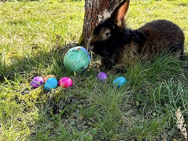 Bild: Hase Akari im Akornpark in Ilfeld