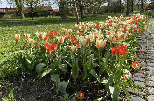 Bild: Tulpenpracht im Arboretum Bad Langensalza