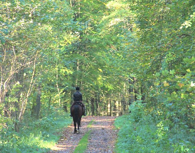 Bild: Reiten im Wald ist konfliktfrei und im Einklang mit der Natur, wenn der Reitknigge beachtet wird