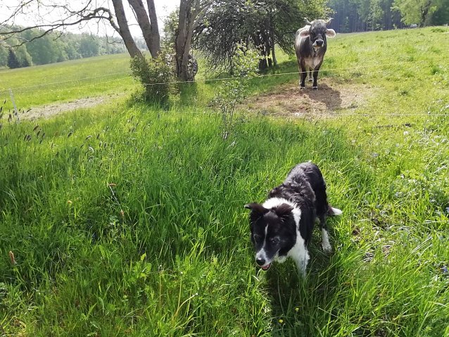 Bild: In Sophienhof genie&szlig;en auch die Vierbeiner das vorsommerliche Wetter