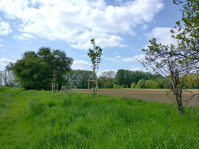 Bild: Baumpflanzungen bei Rockensu&szlig;ra