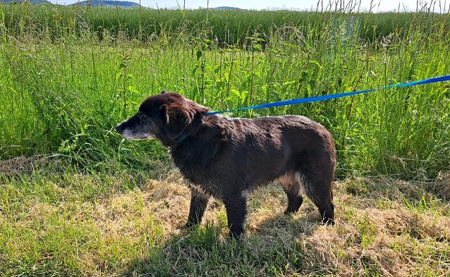 Bild: Wo ist das Herrchen/Frauchen des kleinen Ausrei&szlig;ers?