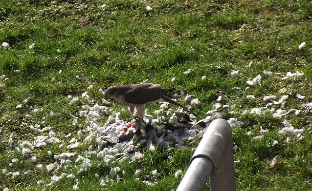 Bild: Quasi vor der Haust&uuml;r schlug ein Habicht k&uuml;rzlich auf dem Hinterhof der Hardenbergstra&szlig;e 14 bis 18 eine Taube. Der Habicht, Grifft&ouml;ter, jagt nicht wie der Wanderfalke (Bisst&ouml;ter) ausschlie&szlig;lich Tauben.                                                