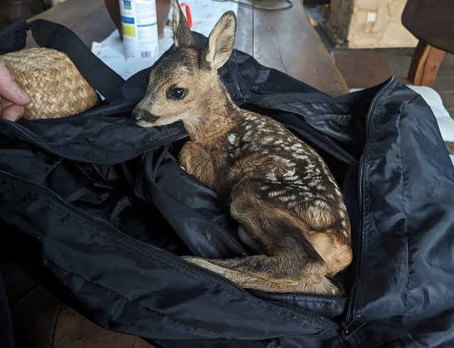 Bild: Das kleine Rehkitz wurde an der A38 bei Nordhausen entdeckt