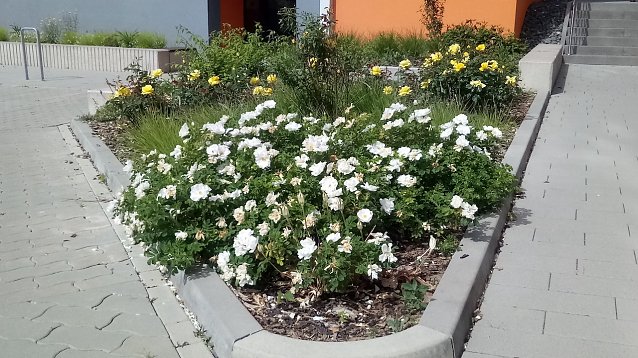 Bild: Bunte Farbtupfer im Umfeld Aueblick der WBG erfreuen das Auge. Sie beugen au&szlig;erdem dem Insektenschwund vor, ziehen sie doch Bienen, Hummeln und Schmetterlinge an.