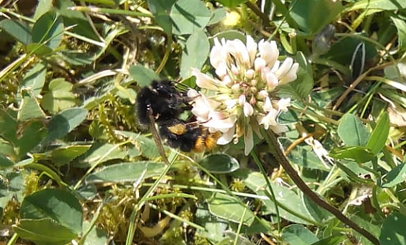 Bild: An den Bl&uuml;ten des Mini-Klees laben sich gern Bienen, Hummeln (im Bild) und viele andere Insekten.                                                          