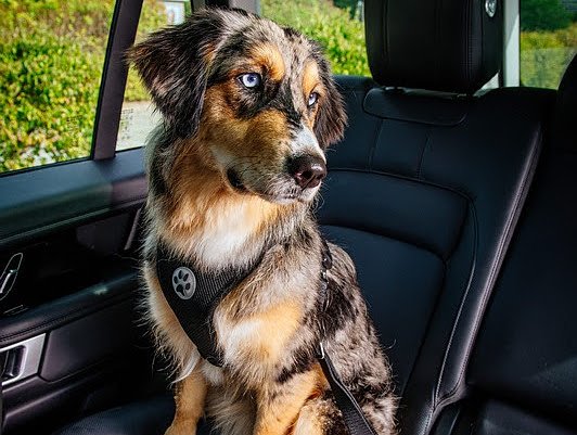 Bild: Urlaub mit Hund wird immer beliebter