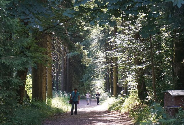 Bild: Laubholzreiche Mischw&auml;lder bieten an Hitzetagen dem Waldbesuchenden k&uuml;hlere Temperaturen als reine Nadelforste