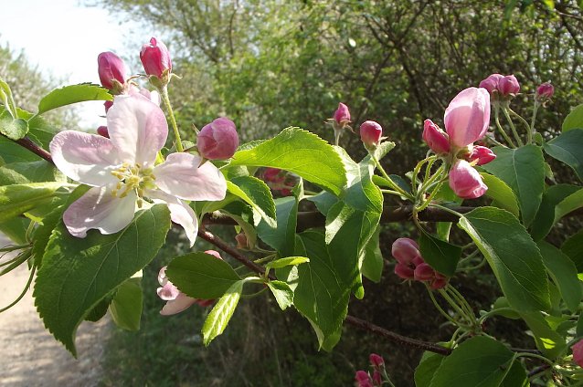 Bild: Apfelbl&uuml;te im Ro&szlig;mannsbachtal