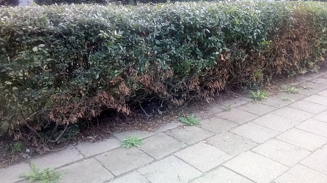 Bild: Unkraut blieb unber&uuml;hrt, es traf die Ligusterhecke.
