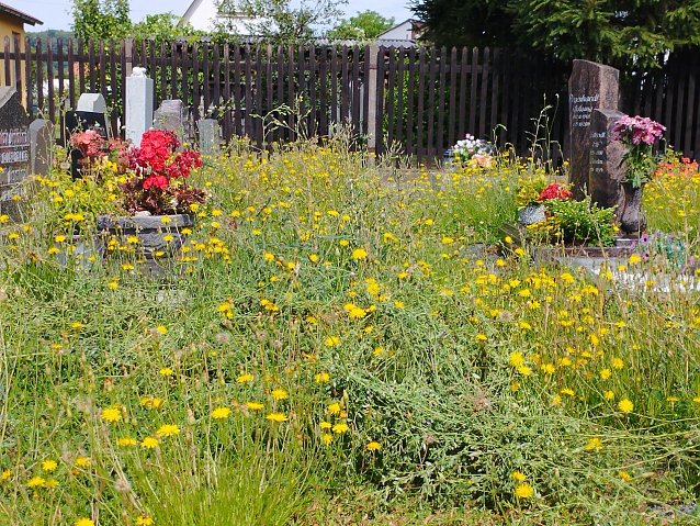 Bild: Wildwuchs auf dem Friedhof in Woffleben