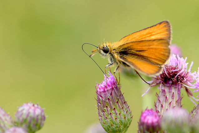Bild: Schwarzkolbiger Braun-Dickkopffalter (Thymelicus lineola).jpg