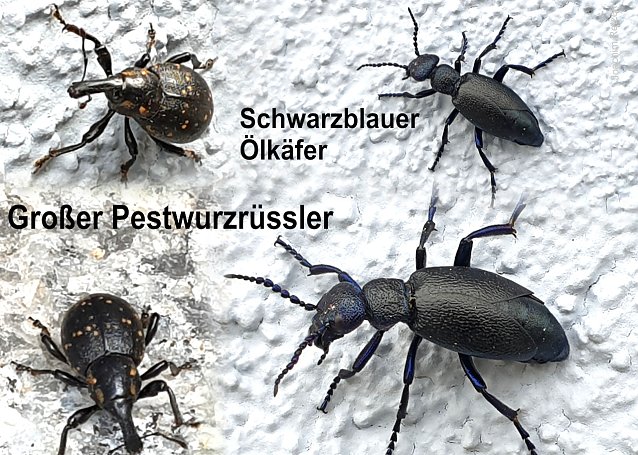 Bild: Collage der beschriebenen K&auml;fer