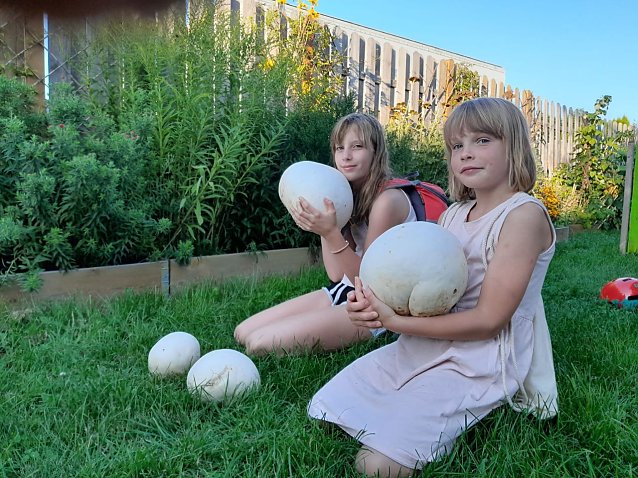 Bild: Thea Hasenpflug (9 Jahre) und Greta Braun (7 Jahre) haben beim Wandern auf einer Wiese in Wolkramshausen Riesenboviste gefunden
