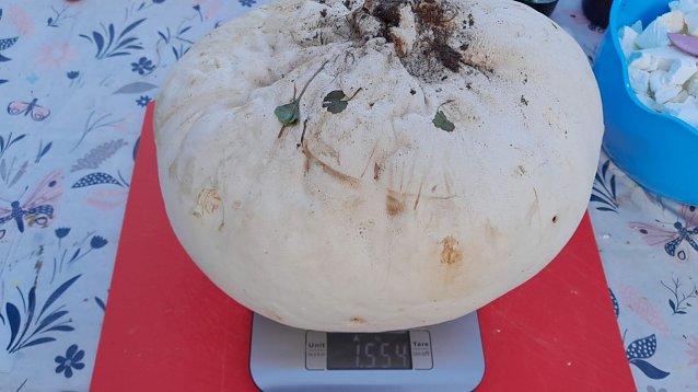 Bild: Gro&szlig; und entsprechend schwer - der Riesenbovist auf der Waage