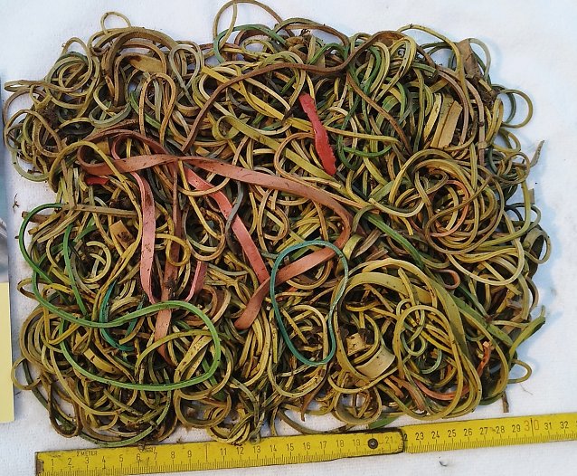 Bild: Bei dem Jungstorch aus Bad D&uuml;rrenberg wurde die t&ouml;dliche Menge von rund 600 Gramm Gummib&auml;ndern im Magen festgestellt.