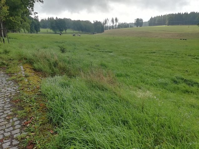 Bild: 8 Grad, Wind und Nieselregen in Sophienhof heute morgen -  ist denn schon Herbst?