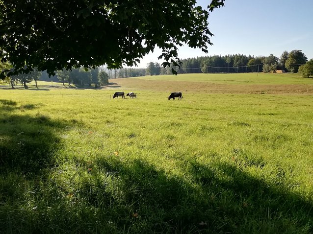 Bild: Ein wunderbaren Sommertag erwartet man heute auch in Sophienhof