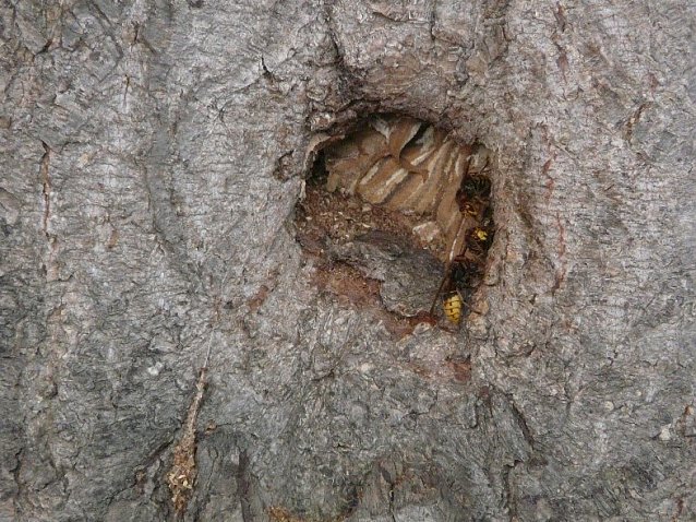 Bild: Hornissennest