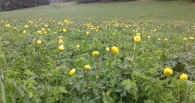 Bild: Die Trollblume (Trollius europaeus) war einst nicht selten auf den S&uuml;dharzer Bergwiesen: Das gesetzlich gesch&uuml;tzte und gef&auml;hrdete Hahnenfu&szlig;gew&auml;chs reagiert empfindlich auf zu intensive Beweidung, zu fr&uuml;he Mahd, aber auch auf fehlende Bewirtschaftung. Mehrere Fundstellen im Raum Rothes&uuml;tte konnten in den vergangenen zehn Jahren nicht mehr best&auml;tigt werden. 